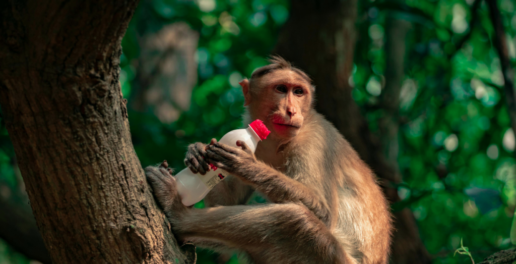 Plastic Waste Bans and EPR Laws: Lessons From 5 Top Countries