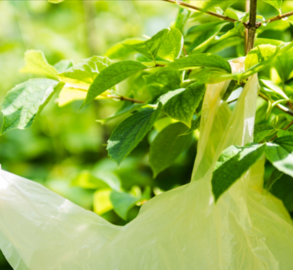 PLA-vs-PBAT-For-Compostable-Bags-A-Comparison