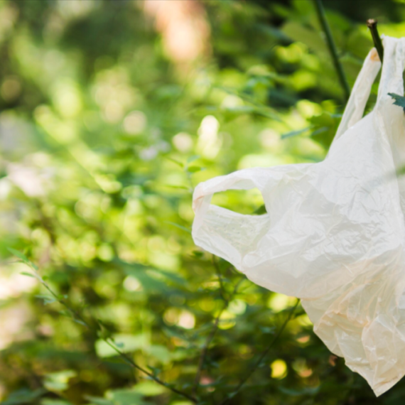 Compostable-bags-price-in-India-what-to-expect-per-kg-in-2026